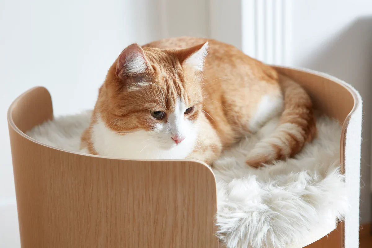 Gatto