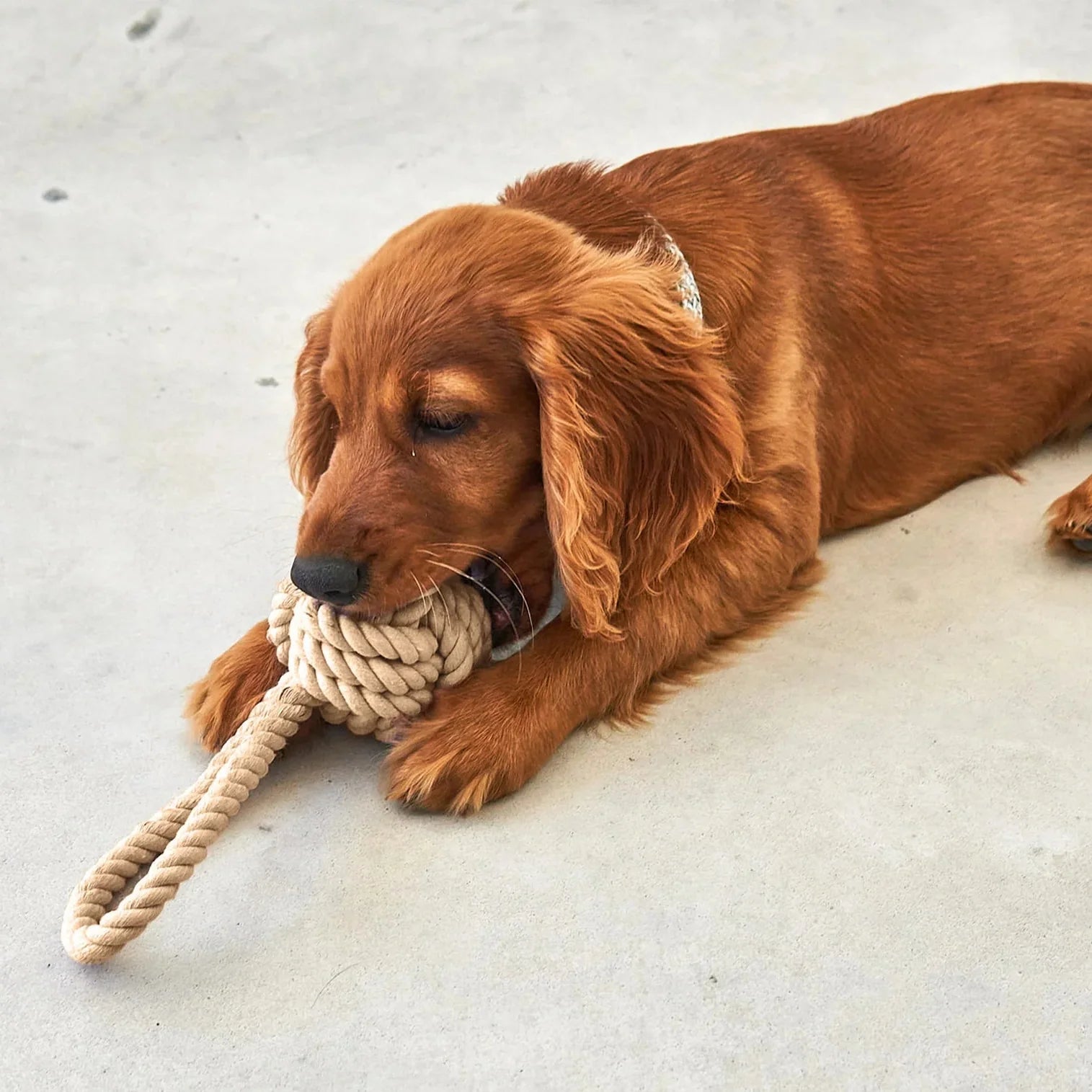 Cane
