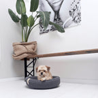 Coco | Labbvenn