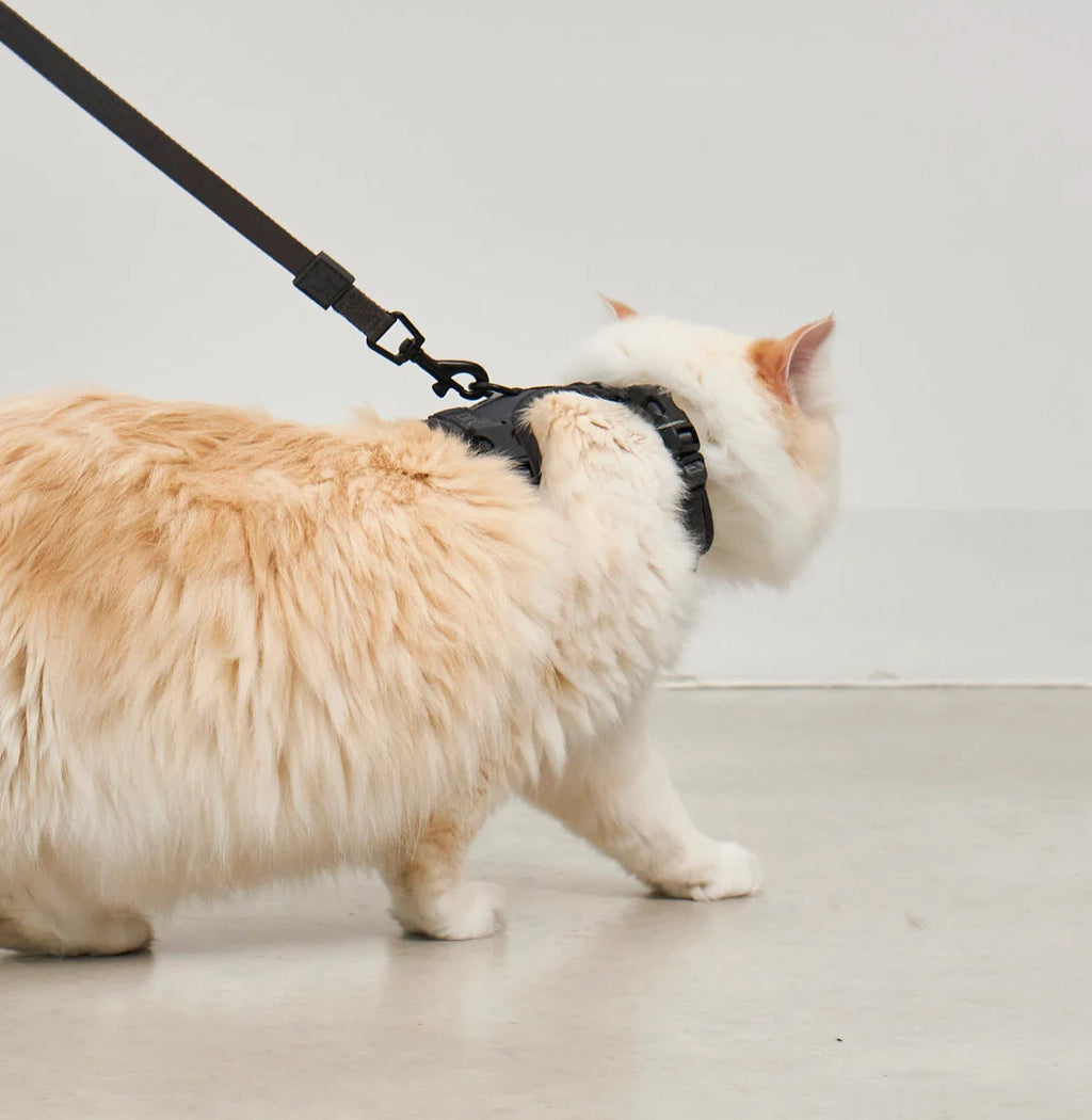 Modena pettorina per gatto con guinzaglio - MiaCara