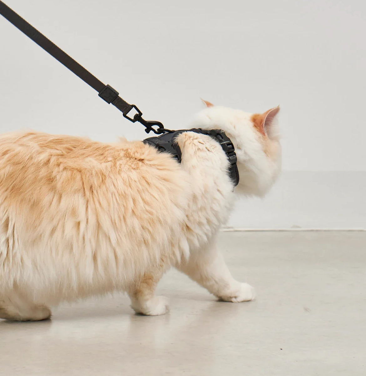 Modena pettorina per gatto con guinzaglio - MiaCara