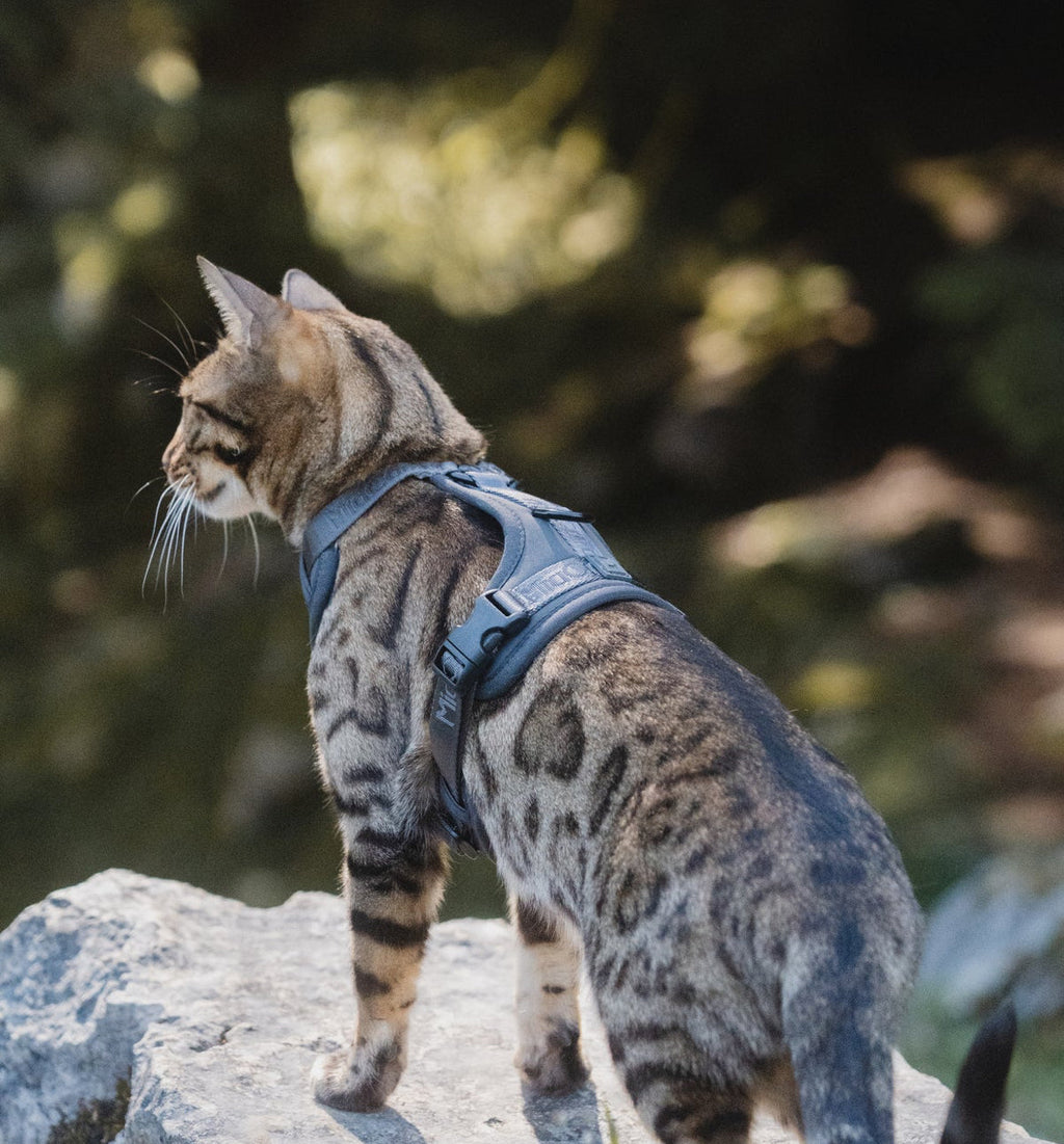 Modena pettorina per gatto con guinzaglio - MiaCara