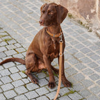 Bergamo guinzaglio | MiaCara