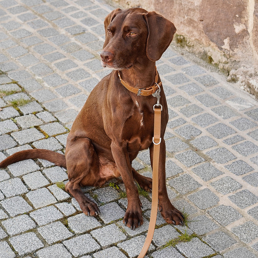 Bergamo guinzaglio | MiaCara